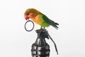 Lovebird with Grenade, 2012, courtesy Nancy Fouts